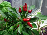 IMG_5296.JPG