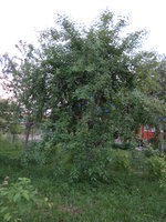 IMG_1096.JPG