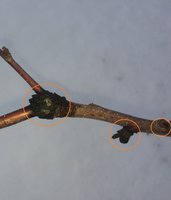 IMG_7229.JPG