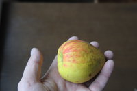 DSC_4382.JPG