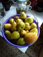Плоды Лады паршой потрёпанные.