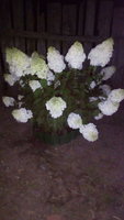 IMG_20170814_215002.jpg