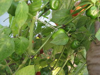 IMG_4270.JPG