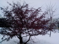 IMG_20171129_162905.jpg