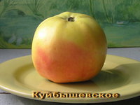 Куйбышевкое (2).jpg