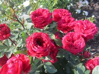 image (13).jpg
