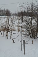 чижовская 18.jpg