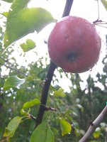 IMG_20170930_114152.jpg