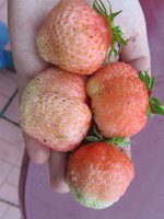 Первые  крупные ягоды Ананасной