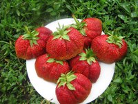 Машенька(Московская Юбилейная). Очень хороший сорт.  Первые ягоды очень крупные, гигантские. Последующие обычные, нормальной формы, но тоже крупные.