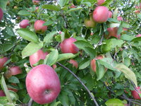 P1020226.JPG