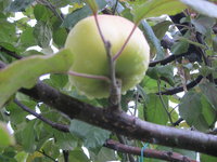 IMG_2030.JPG