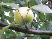 IMG_2031.JPG
