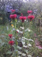 20170731_172519.jpg