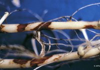 target.black-scurf-of-potato.00.jpg