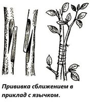 Аблактировка