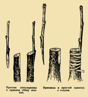 privivka-1.jpg