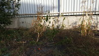 20171004_082725.jpg