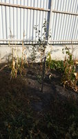 20171004_082730.jpg