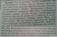 Изюмный (Ягодный сад, 1970).JPG