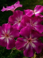 IMG_20130803_141454.jpg