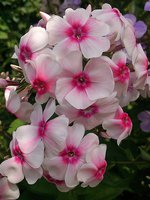 IMG_20130803_142332.jpg