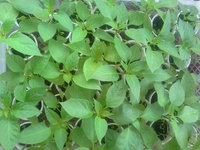 20160428_075945.jpg