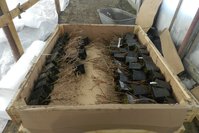 Стрежевчанка -сильно обрезана - видимо были слишком большие саженцы