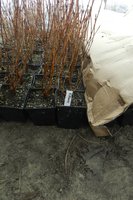 Бореал Бъюти наоборот одни из самых крупных саженцев