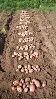 Сорт Беллароза урожай 2017г.