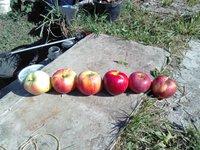 IMG_20150920_124841.jpg
