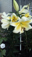 IMG_20170808_190850.jpg