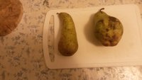 Конференция (слева) и Бере Купавинская