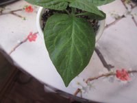 IMG_6698.jpg
