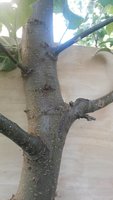 Косой пенёк..jpg