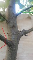 Косой пенёк..jpg