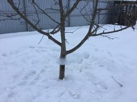 Самая первая из посаженных мной яблонь - Народное.