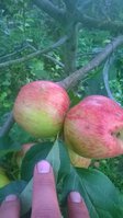 WP_20170902_003.jpg