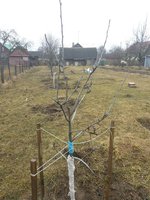 Груша Просто Мария