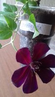 20180411_171254.jpg