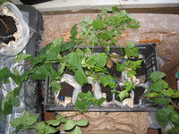 IMG_0794.JPG