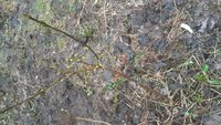 IMG-20180418-WA0000[1].jpeg