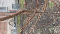 IMG-20180421-WA0000[1].jpeg