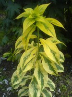 DSC03145.JPG