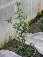 DSCN9950.jpg