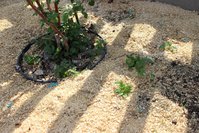 IMG_0913.jpg