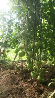 IMG-20170708-WA0004.jpg