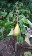 Фото из сада Нехведовича .<br />Конференция вроде .