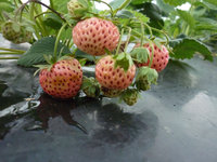 Pinberry 004а.jpg