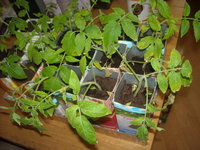 DSCN0193.JPG